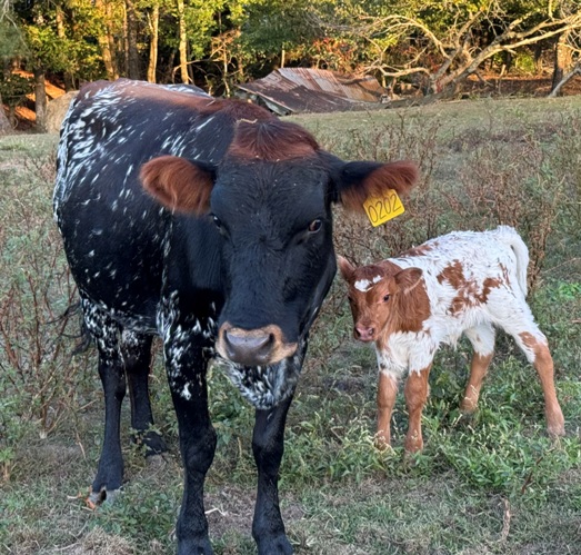 miniature jersey and lowline cross bull calves